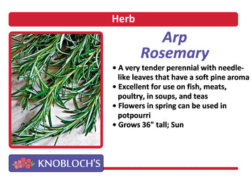 Rosemary - Arp