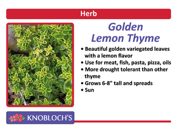 Thyme - Golden Lemon Thyme