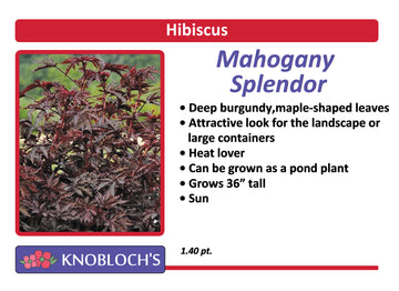 Hibiscus - Mahogany Splendor