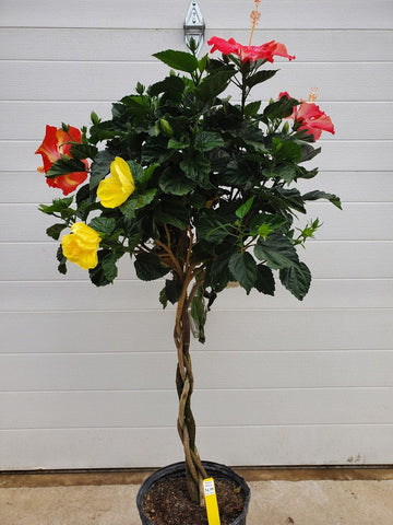 Tropical Hibiscus - Large Braided Tree