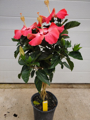 Tropical Hibiscus - Small Braided Tree