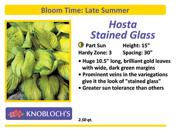 Hosta - Stained Glass