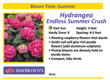 Hydrangea - Endless Summer Crush