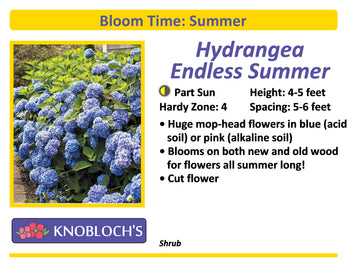 Hydrangea - Endless Summer