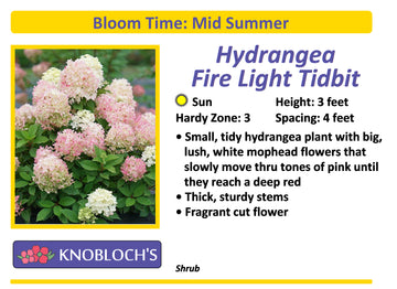 Hydrangea - Fire Light Tidbit