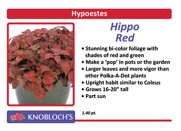 Hypoestes - Hippo Red