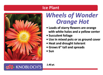 Ice Plant - Wheels of Wonder Orange Hot