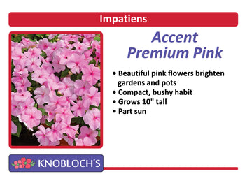 Impatiens - Accent Premium Pink (3 pk)