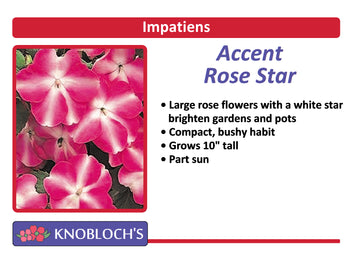 Impatiens - Accent Rose Star (3 pk)