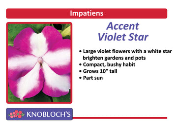 Impatiens - Accent Violet Star