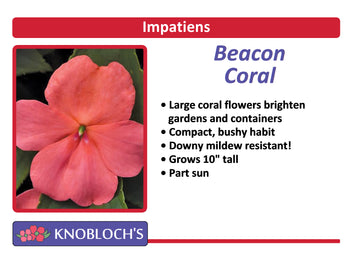 Impatiens - Beacon Coral (3 pk)