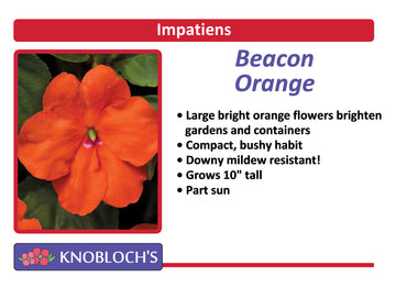 Impatiens - Beacon Orange (3 pk)
