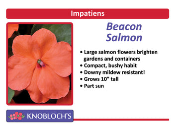 Impatiens - Beacon Salmon (3 pk)