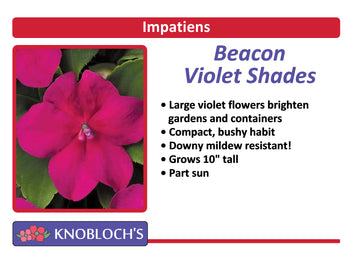 Impatiens - Beacon Violet Shades (3 pk)