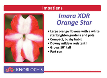 Impatiens - Imara XDR Orange Star