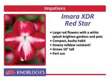 Impatiens - Imara XDR Red Star
