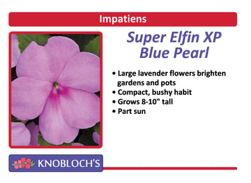Impatiens - Super Elfin XP Blue Pearl (3 pk)
