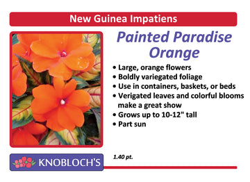 Impatiens - New Guinea Painted Paradise Orange