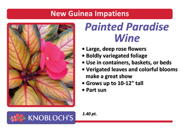 Impatiens - New Guinea Painted Paradise Wine