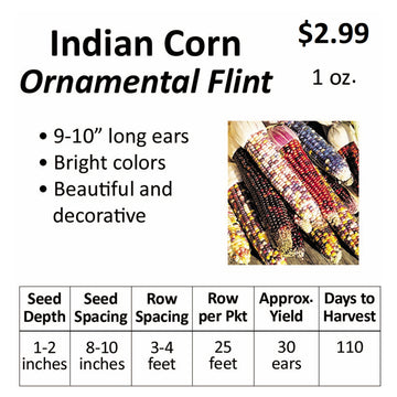 Corn - Indian Corn Ornamental Flint (seeds)