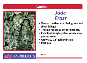 Lamiastrum - Jade Frost