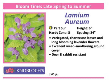 Lamium - Aureum