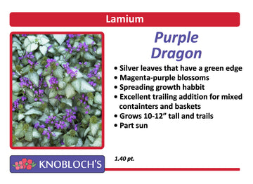Lamium - Purple Dragon