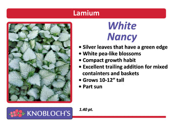 Lamium - White Nancy