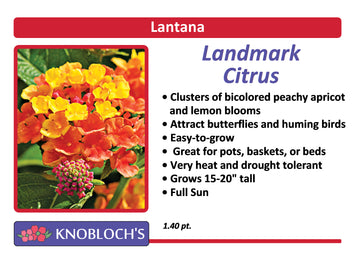 Lantana - Landmark Citrus