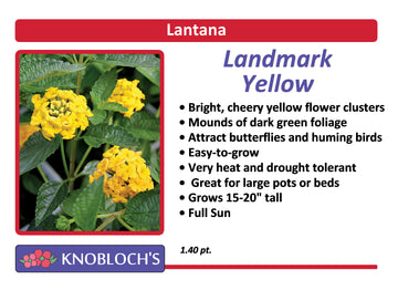 Lantana - Landmark Yellow