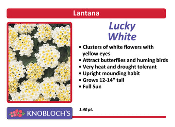 Lantana - Lucky White