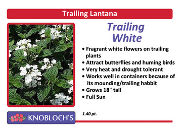 Lantana - Trailing White