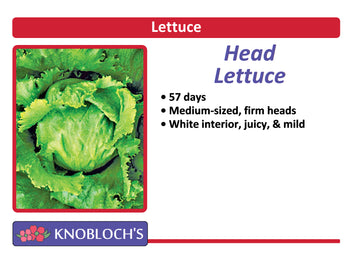 Lettuce - Head Lettuce