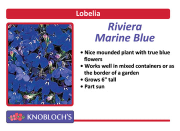Lobelia - Riviera Marine Blue (3 pk)