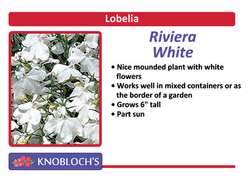 Lobelia - Riviera White (3 pk)