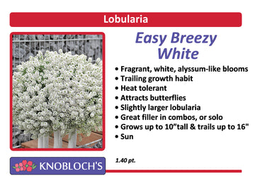 Lobularia - Easy Breezy White
