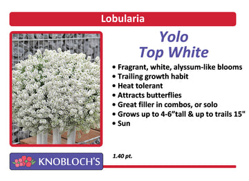 Lobularia - Yolo Top White