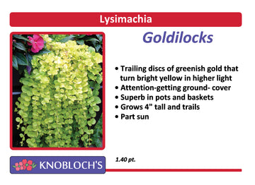 Lysimachia - Goldilocks