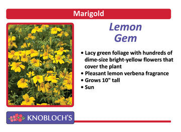 Marigold - Lemon Gem