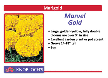 Marigold - Marvel Gold