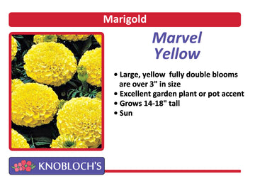 Marigold - Marvel Yellow