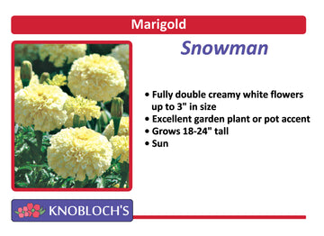 Marigold - Snowman