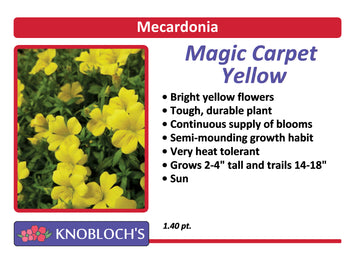 Mecardonia - Magic Carpet Yellow