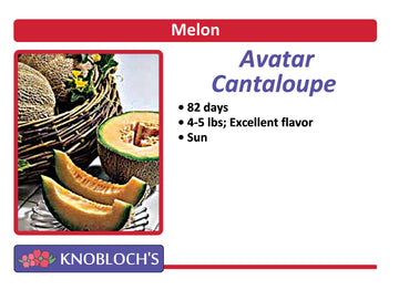 Melon - Avatar Cantaloupe