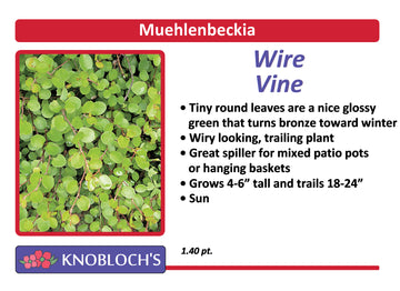 Muehlenbeckia - Wire Vine
