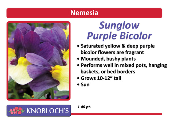 Nemesia - Sunglow Purple Bicolor