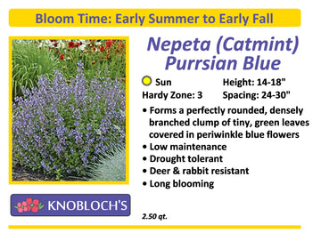Nepeta (Catmint) - Purrsian Blue