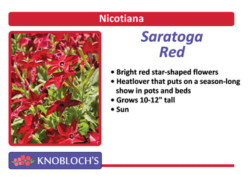 Nicotiana -  Red
