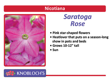 Nicotiana - Rose (3 pk)