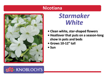 Nicotiana - White (3 pk)
